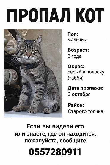 Находка и пропажа кошек: Пропала : Беспородная, Мальчик, Серый — 1