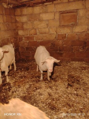 Keçi, çəpiş: Qiymət cütünə ayıdır cütü 650 manata sani boğaz keçilər di isteyen — 3