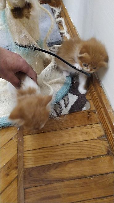 Pişiklər: Yaxşı əllərə, Ödənişli çatdırılma — 4