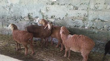 Баран, овца: Продаю | Ягненок — 10