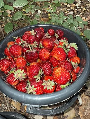 Клубника: Клубника — 10