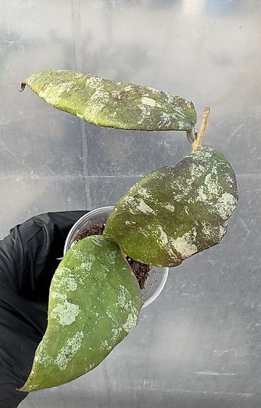 Хойи: Продаю хойи. Цены от 250 до 2000сом — 2