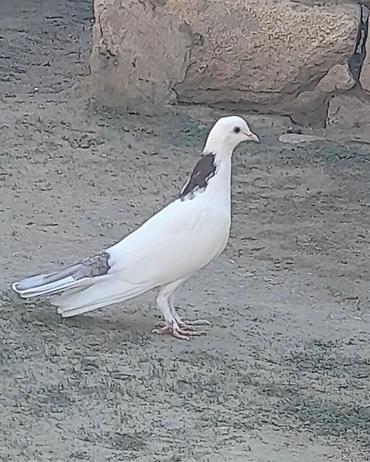 göyercin yuvasi: 2 side tutulmadi erkeydi 2 side — 3