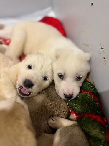 Продажа собак: Щенки, помет из нескольких малышей. Возраст по фото — совсем юные — 3