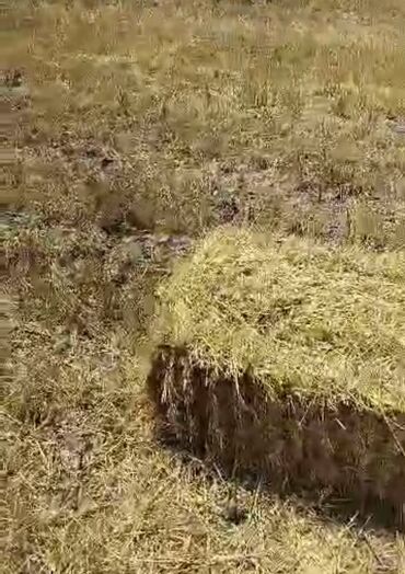 немецкая овчарка шенок: Саман түк сатылат