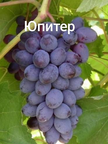 апельсин дерево: Юпитер годовалые саженцы столового винограда кишмиш неукрывной — 10
