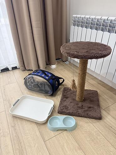 Зоотовары: Набор для кошки/котёнка(б/у) В комплект входит: - Когтеточка-столб с — 9