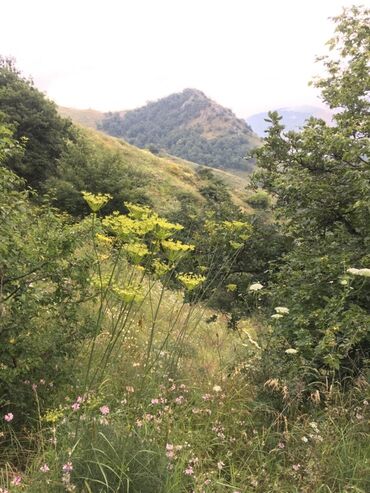 Bal: Kəlbəcər balı – dağ-çiçək və yaylaq balı, həmçinin çökə (linden) balı -da lalafo.az — 13 Bal: Kəlbəcər balı – dağ-çiçək və yaylaq balı, həmçinin çökə (linden) balı — 13