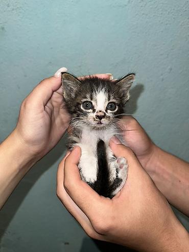 куплю конь: Котята — домашние компаньоны Описание: - Миниатюрные котята из одного — 1