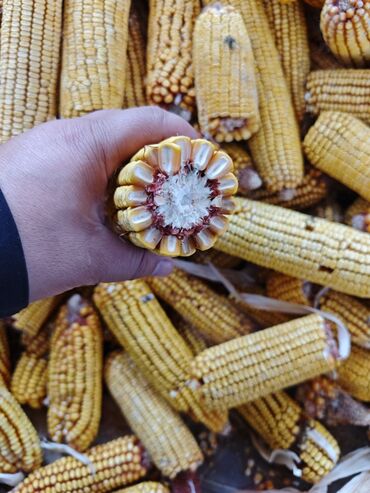 Кукуруза: Кукуруза Самовывоз