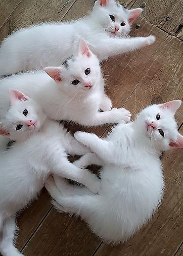 pisik cut: Yaxşı əllərə — 1