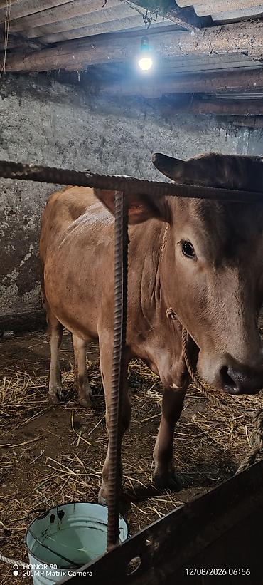 sud veren inek satilir: Dişi, il: 2, 850 kq, Südlük, Rayonlara çatdırılma — 3
