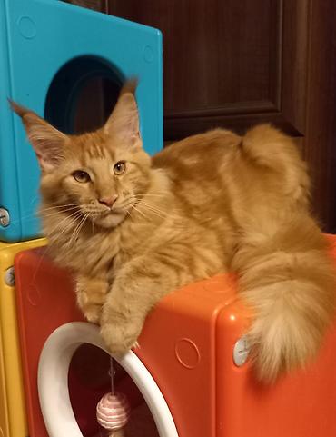 клетка для кошки: ☑️ Красный мейн-кун с мраморным рисунком готов стать Вашим.☝️❤️ — 1