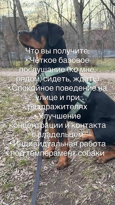 кане корс: Формирование послушания и управляемости собак | Бишкек — 3