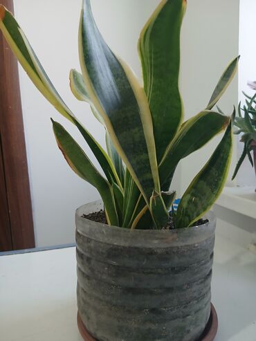 Драцены и Сансевиерии: Большой выбор Сансиеверии цены от 500 — 10