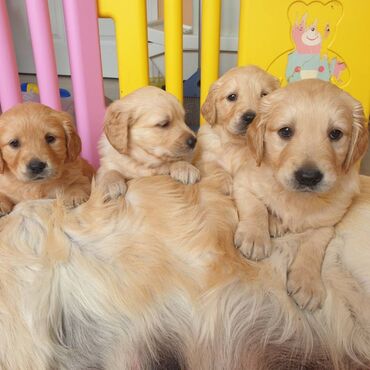 Άλλα: Εξαιρετικά κουτάβια Golden Retriever για δωρεάν υιοθεσία Δεν είμαστε