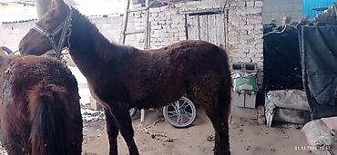 Лошади, кони: Продаю | Кобыла (самка) | На забой, Для разведения — 16