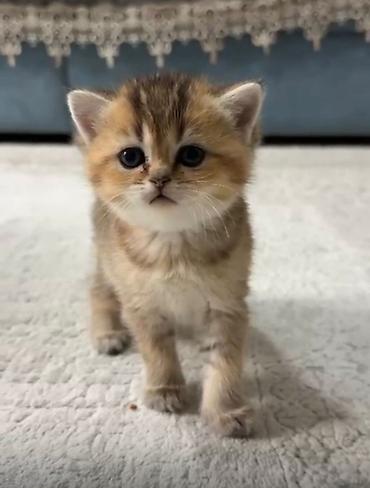 Pişiklər: Britan — 7