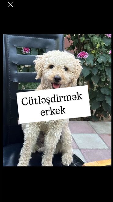 щенки в хорошие руки: Pudel, 2 ay, Erkek