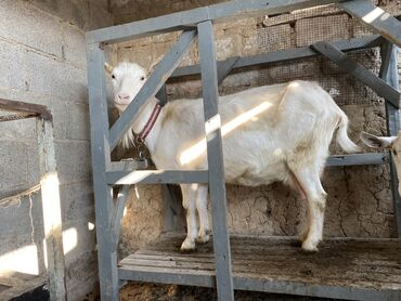 британская короткошерстная цена: Продаю | Коза (самка) | Зааненская | Для разведения, Для молока