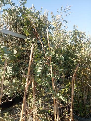 gul toxum satışı: Bağ-bitki uşaq bağçası üçün müxtəlif dekorativ bitkilər və ağaclar — 5