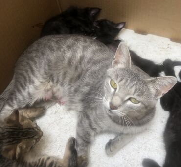 Продажа кошек: Кот возраст год кострирован привит обработан от паразитов приучен к at lalafo.kg — 3 Продажа кошек: Кот возраст год кострирован привит обработан от паразитов приучен к — 3