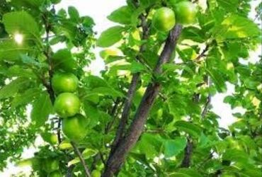 hazir biznes meyve terevez: Göyçə alça