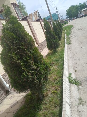 Декоративные деревья: Декоративные деревья