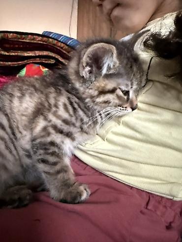 Отдам даром кошку: 2 месяца, Девочка, Метис — 9