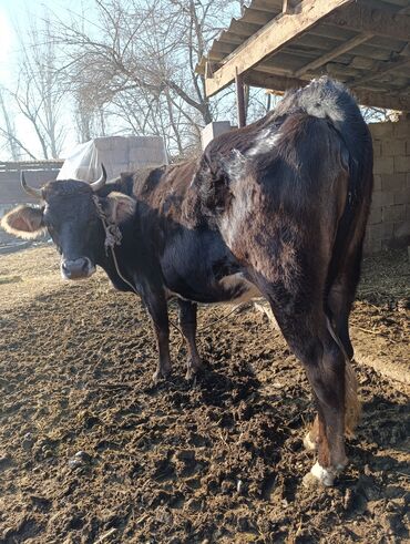 Коровы, быки: Продаю | Корова (самка) | Для разведения | Привязанные — 2