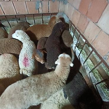 Quzu: Salam aleyküm dişi quzlar205 mantda kom 14 quzdu dişller. erkey — 9