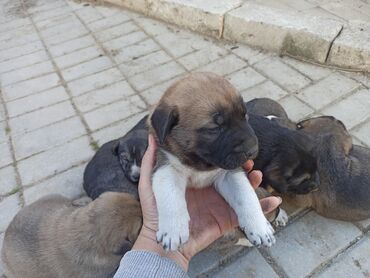 Qurdbasar, 1 ay, Erkek, Peyvəndli, Ünvandan götürmə, Ödənişli çatdırılma