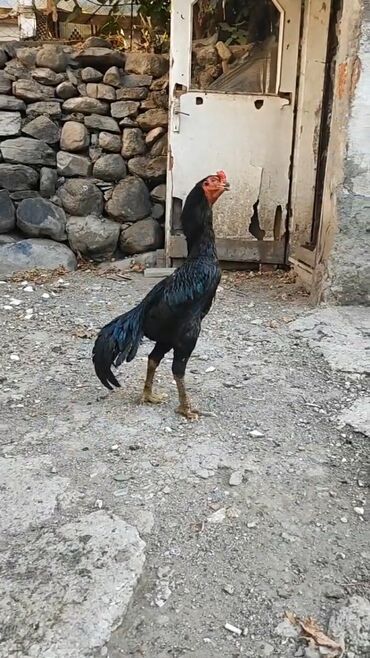 животные в добрые руки баку: Heyratı Xoruzu.Qiymət Yazılıb.Döyüş Yoxdur. Çatdırılma Yoxdu.Boş Yerə