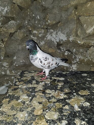 Göyərçinlər: Müxtəlif rənglərdə iki göyərçin təklif olunur. Biri gənc, qəhvəyi, boz — 16