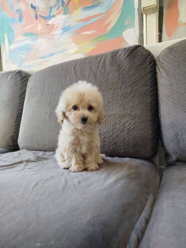 Psi: Bišon pudla štenci Štenci bi-pu, kombinacija bišon-pudla, stari 2 — 14