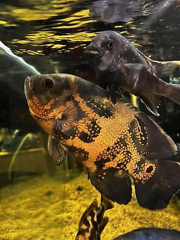 Астронотусы (Oscar, Astronotus ocellatus) — крупные декоративные