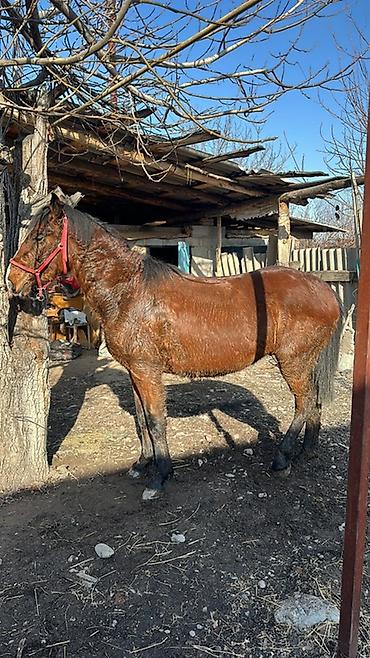 Лошади, кони: Продаю | Кобыла (самка) | Дончак | Мерин — 1