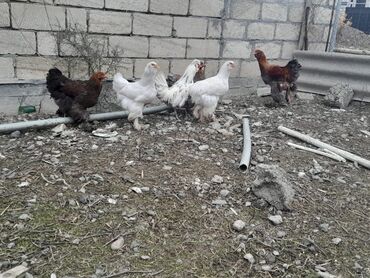 Xoruzlar: Bramalar satılır 3aylıqdılar.Bir ədəd qold xoruz-2qold fərə.bir ağ -da lalafo.az — 6 Xoruzlar: Bramalar satılır 3aylıqdılar.Bir ədəd qold xoruz-2qold fərə.bir ağ — 6