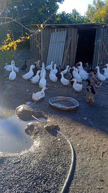 ördək balası və cücə: Satlıq ördəklər – təsərrüfatdan - Növ: qarışıq ev ördəkləri (ağ, qara