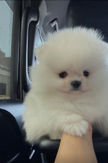 pomeranian spitz satisi: Şpitz, 2 ay, Sənədli — 1
