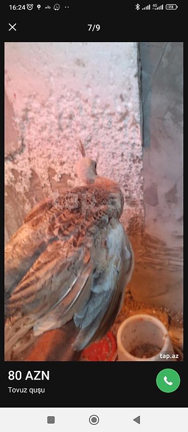 ov quşları: Tovuz quşu balası (paun cücəsi) - Növ: Tovuz quşu (peafowl) – gənc — 3