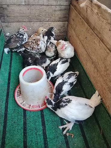 Toyuqlar: Toyuq, Milflör, Damazlıq — 12