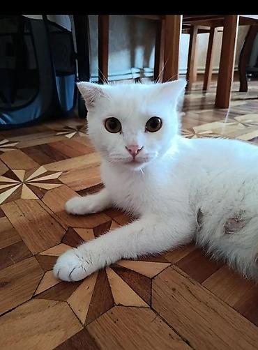 ev itleri ucuz: Yaxşı əllərə — 1