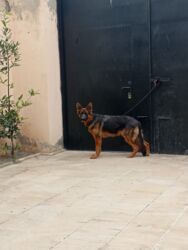 вольер для собак: Alman çoban iti, 1 il, Dişi