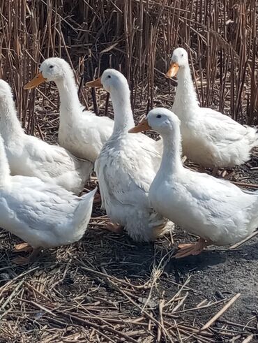 рынок животных в баку: Pekinördəyi :4aylıqdır kəsilməli saxlanılmalı ördəkdi yumurtaya