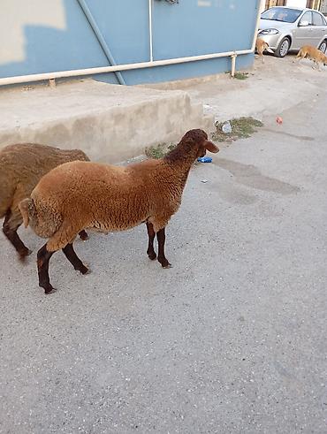 mal qara: Maşallah 7aylıq erkeydi qiymete göre narahat etme — 3
