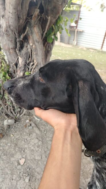 купить собаку в: Курцхаар, 7 месяцев, Самка, С прививками, Самовывоз, Платная доставка