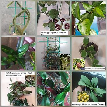 Другие комнатные растения: Продаю цветы — 1