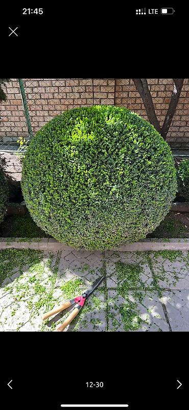 Дворники, садовники: 🌱Я Садовник Стрижка Живой изгородь,самшит,Туи,хвойные растения, Я — 12