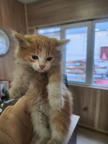 Кошки: Котята, помет разноцветный: - Окрас: рыжий длинношерстный, рыжий — 8